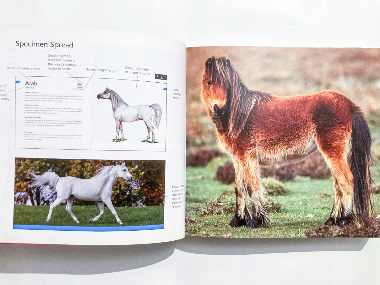 Horses & Ponies - imagine 2