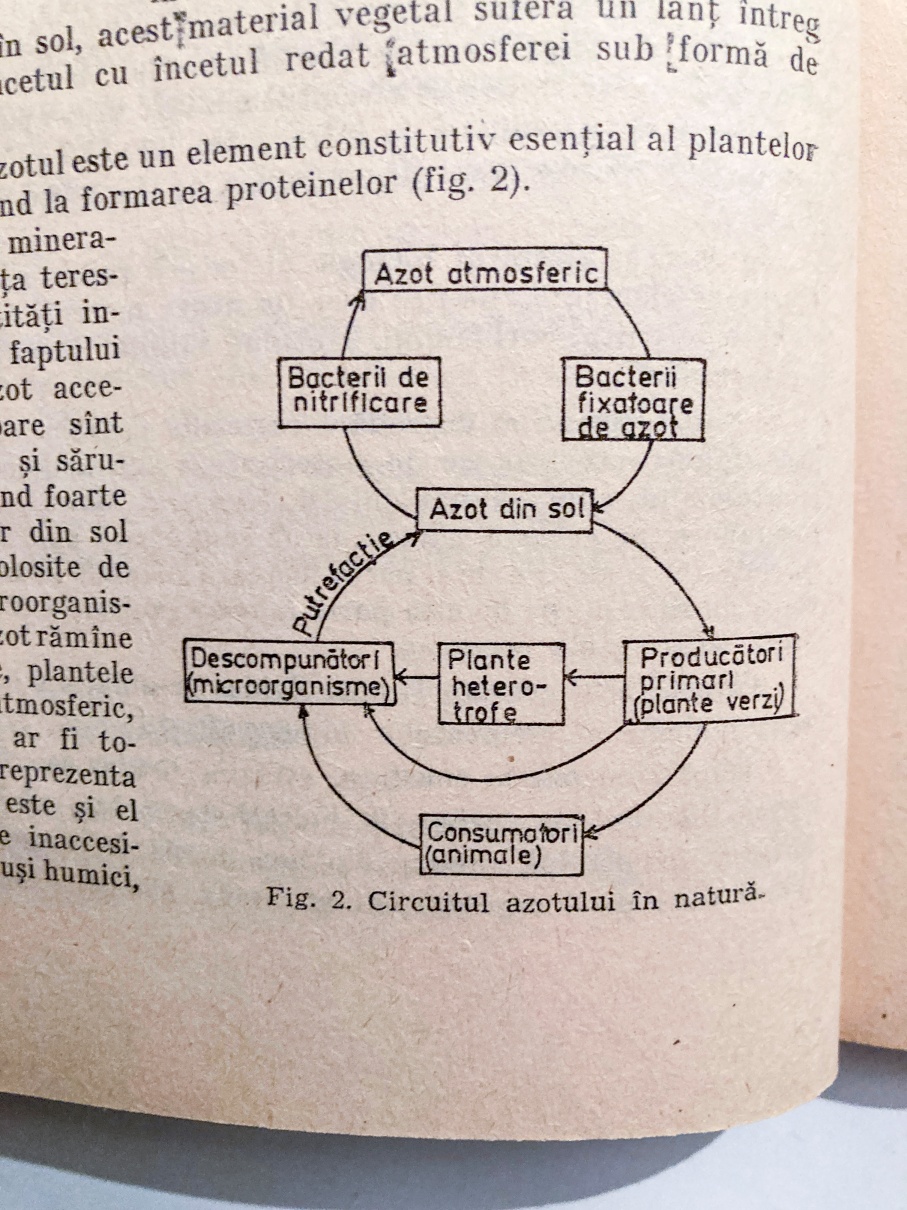 Valorificarea resurselor vegetale în gospodărie și în industrie - imagine 6