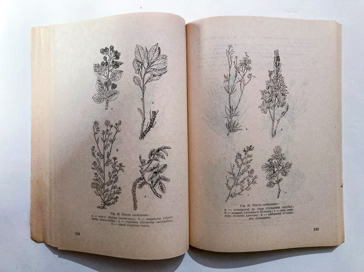 Valorificarea resurselor vegetale în gospodărie și în industrie - imagine 4