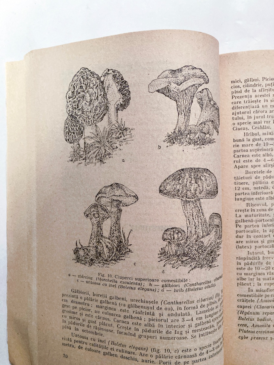 Valorificarea resurselor vegetale în gospodărie și în industrie - imagine 2